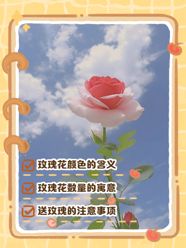 不同玫瑰的数量代表什么含义