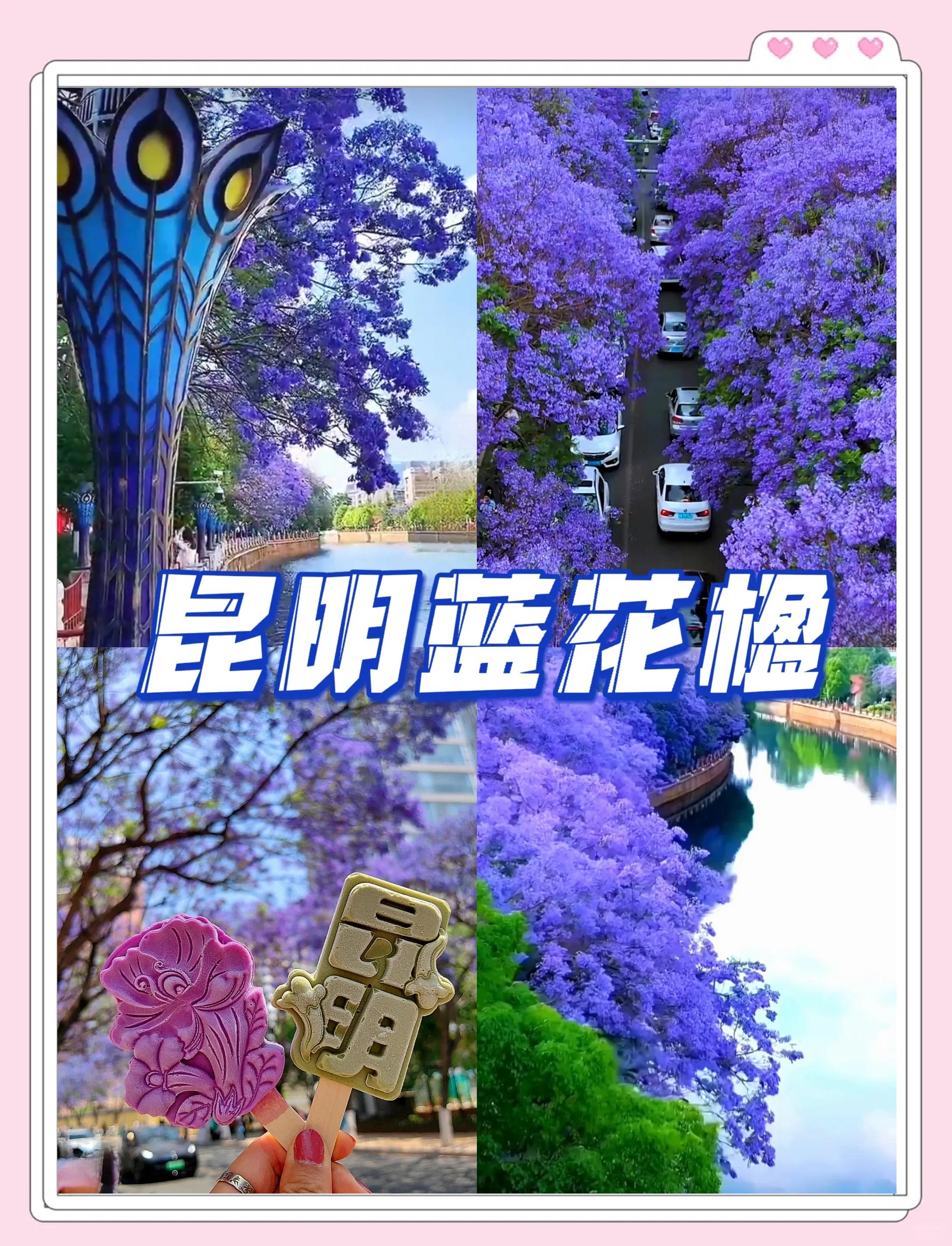 蓝花楹的花语是什么