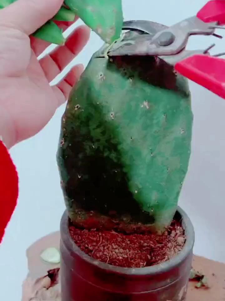 仙人球如何嫁接蟹爪兰