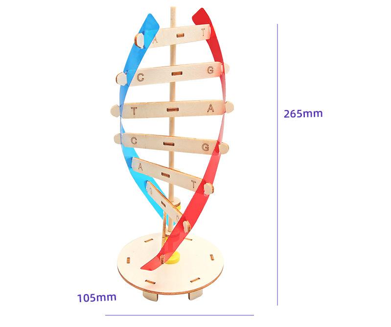 克里克类型的DNA模型