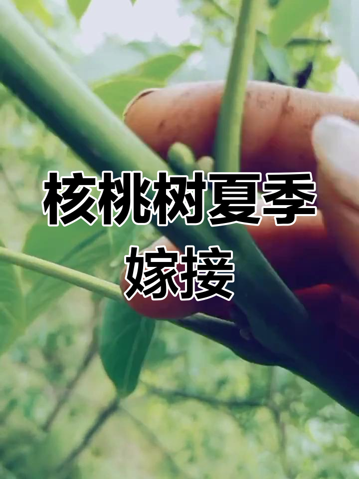 核桃树芽接的嫁接时间和方法