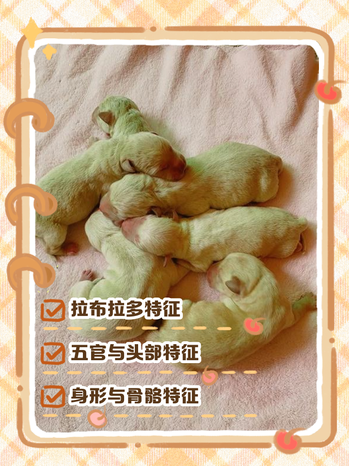 拉布拉多图片价格是怎样的？